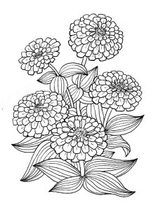 Zinnia coloring page 6 - Free printable