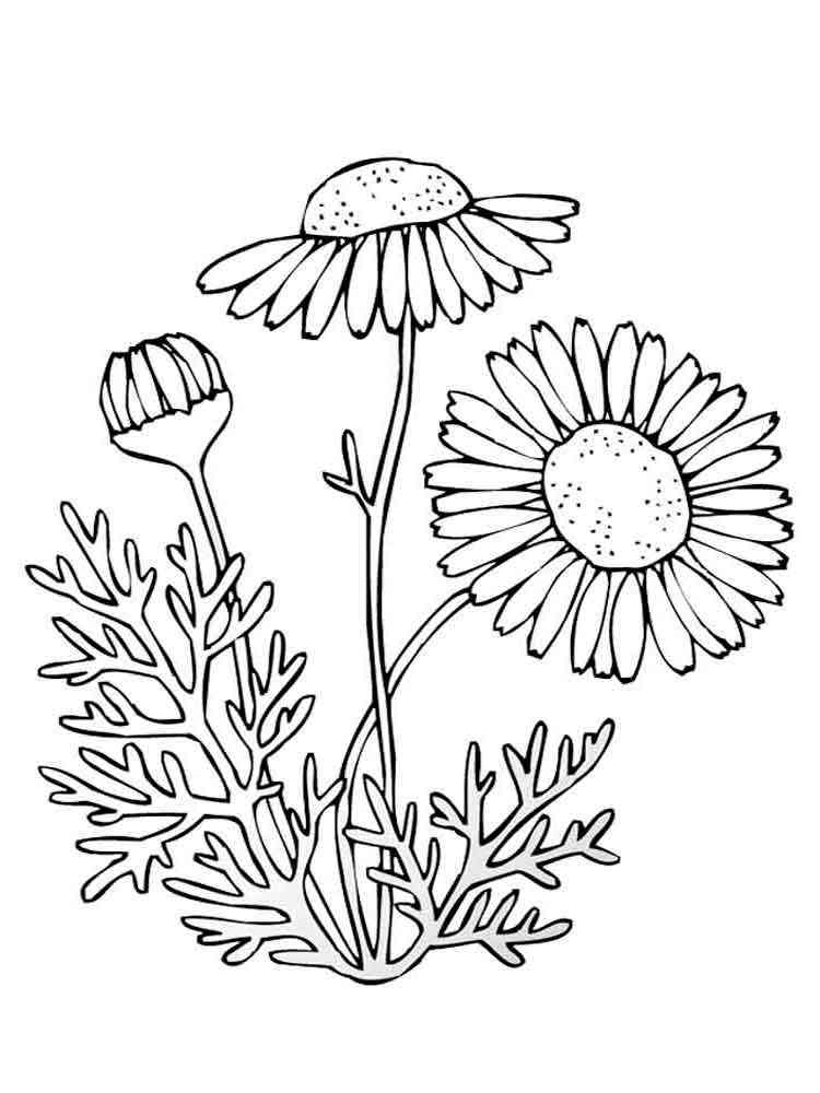 chamomile flower coloring pages 10