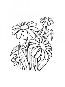 Chamomile coloring page 21 - Free printable