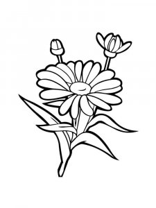 Chamomile coloring page 24 - Free printable