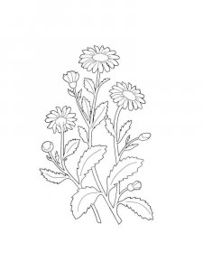 Chamomile coloring page 28 - Free printable
