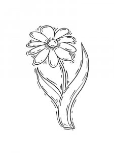 Chamomile coloring page 31 - Free printable