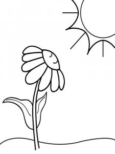 Chamomile coloring page 12 - Free printable