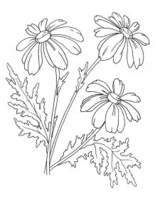 Chamomile coloring page 14 - Free printable