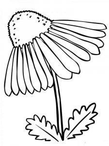 Chamomile coloring page 17 - Free printable