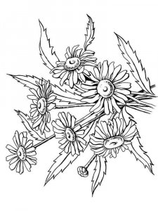 Chamomile coloring page 18 - Free printable
