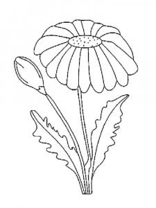 Chamomile coloring page 2 - Free printable