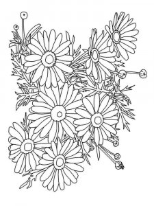 Chamomile coloring page 5 - Free printable