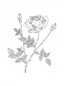 Rose coloring page 35 - Free printable