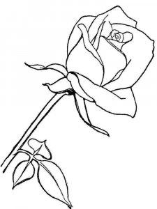 Rose coloring page 10 - Free printable