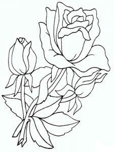 Rose coloring page 13 - Free printable