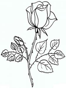Rose coloring page 16 - Free printable