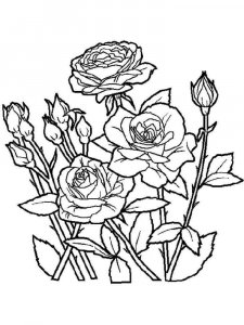 Rose coloring page 7 - Free printable