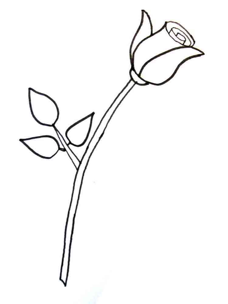 qhy5 ii coloring pages of a rose - photo #46