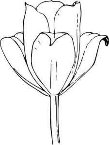 Tulip coloring page 6 - Free printable