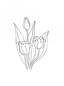 Tulip coloring page 29 - Free printable