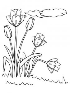 Tulip coloring page 40 - Free printable