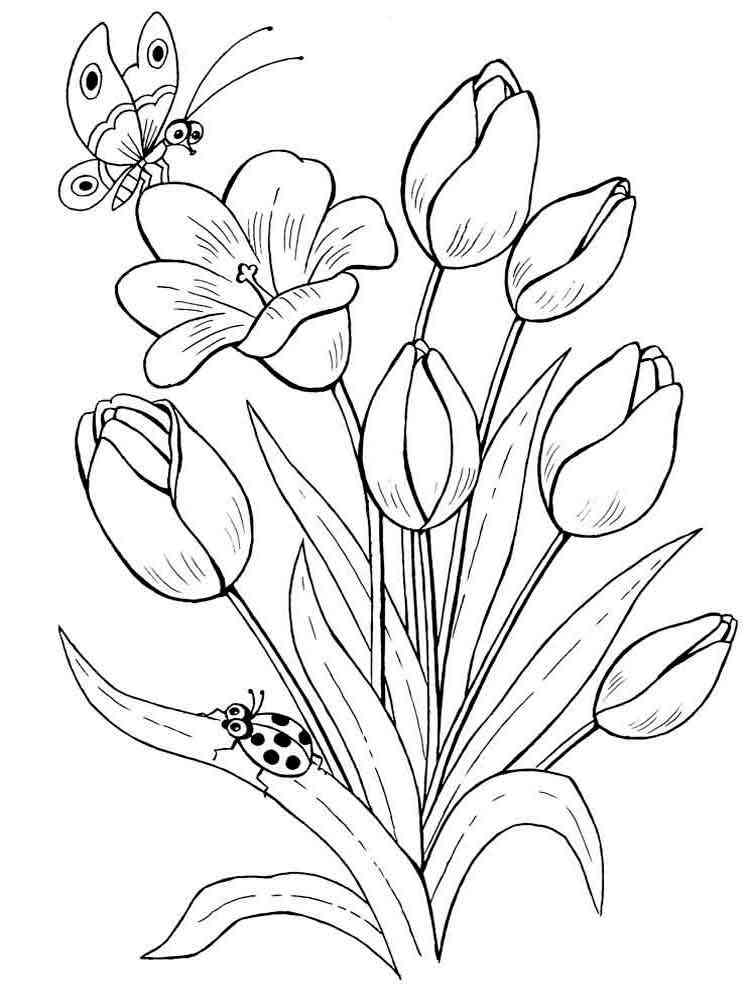 Tulip coloring pages Download and print Tulip coloring pages