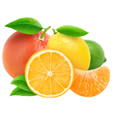 Citrus Fruit coloring pages