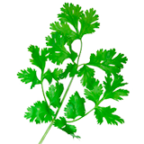 Parsley coloring pages