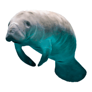 Dugong coloring pages