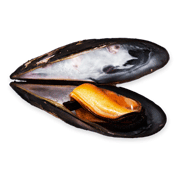 Mussel coloring pages