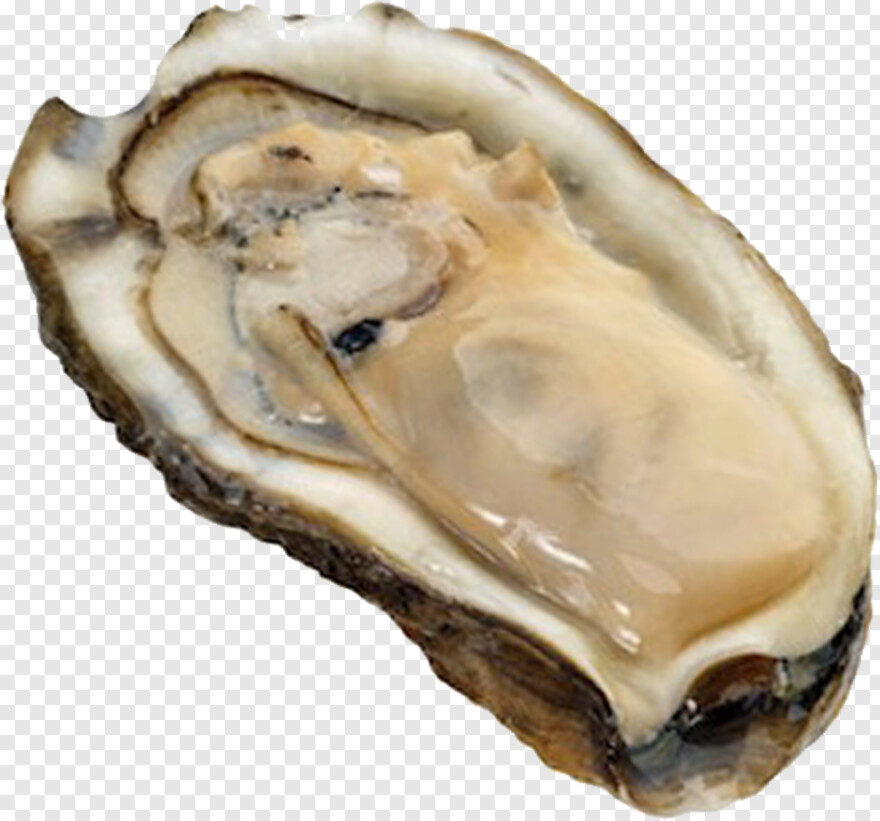 Oyster coloring pages