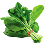 Spinach coloring pages