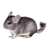 Chinchilla coloring pages