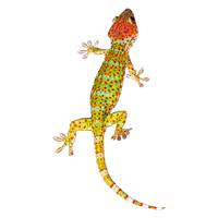 Gecko coloring pages