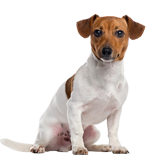 Jack Russell Terrier coloring pages