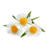 Chamomile Flower coloring pages
