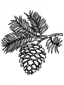 Pine Cone coloring page 12 - Free printable