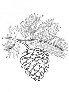 Pine Cone coloring page 14 - Free printable