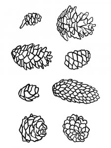 Pine Cone coloring page 18 - Free printable