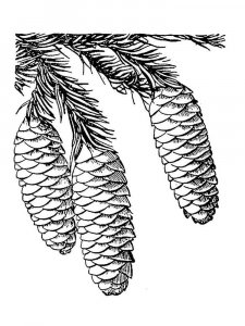 Pine Cone coloring page 2 - Free printable