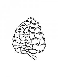 Pine Cone coloring page 20 - Free printable