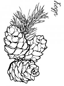 Pine Cone coloring page 3 - Free printable
