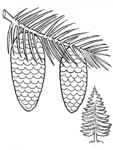 Pine Cone coloring page 4 - Free printable