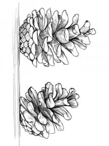 Pine Cone coloring page 6 - Free printable