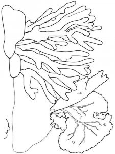 Seaweed coloring page 8 - Free printable