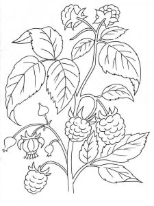 Plants coloring page 3 - Free printable