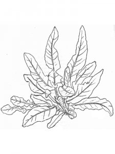 Plants coloring page 5 - Free printable
