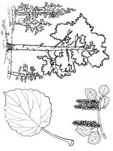 Tree coloring page 24 - Free printable