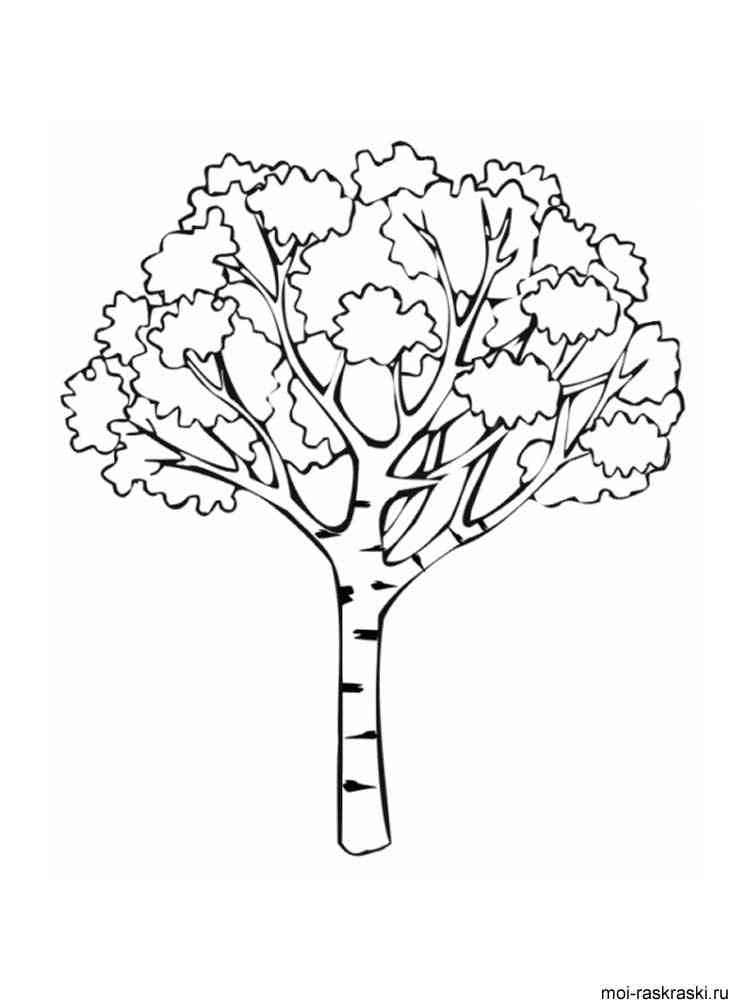 Birch Tree Leaves Outline Sketch Coloring Page