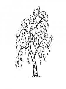Birch coloring page 24 - Free printable