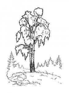 Birch coloring page 25 - Free printable