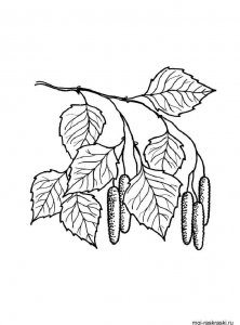 Birch coloring page 5 - Free printable