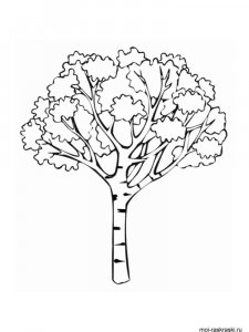 Birch coloring page 6 - Free printable