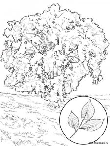 Elm Tree coloring page 2 - Free printable